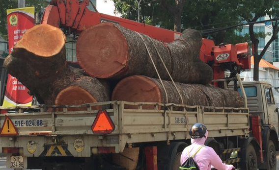 TP.HCM: Đấu giá gần 1.100 m3 khối gỗ công