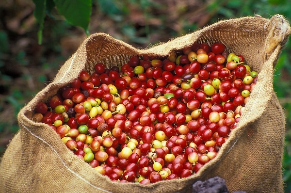 Giá cà phê 10/11 giảm nhẹ ở Kon Tum, giá tiêu có nơi giảm 1000 đ/kg
