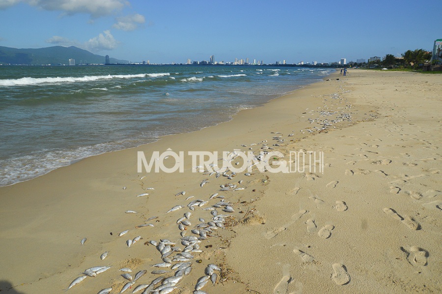 Cá chết hàng loạt, dạt vào bờ biển Đà Nẵng: Sở TNMT nói gì?