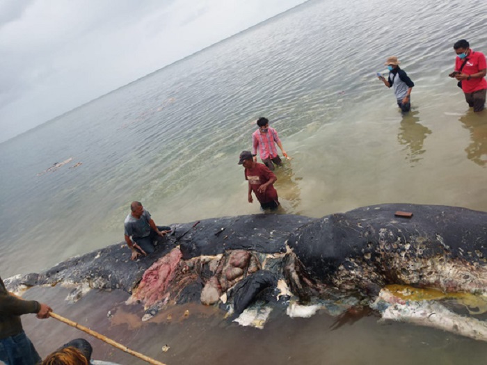Cá nhà táng chết dạt vào bờ với gần 6 kg rác nhựa trong bụng