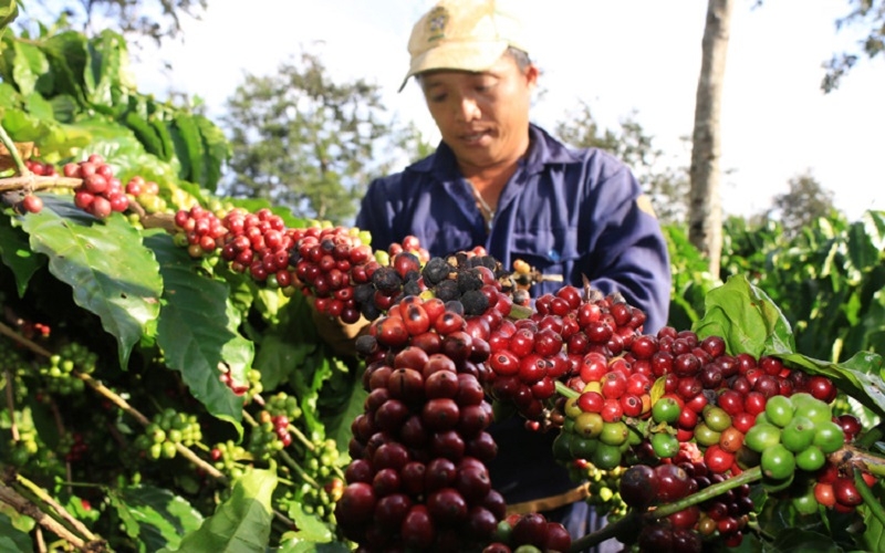 Giá cả TT nông sản hôm nay 23/11: Giá tiêu, giá cà phê dừng đà giảm