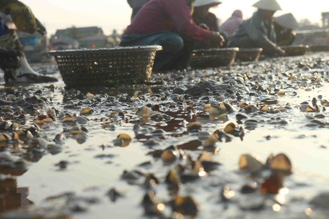 Nghệ An: Thủy sản chết trên diện rộng chưa rõ nguyên nhân