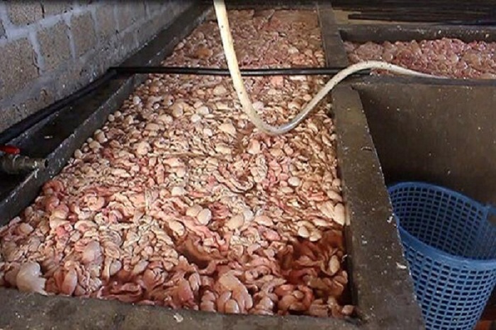 Quảng Ninh: Phát hiện cơ sở chế biến 20 tấn lòng lợn tẩm hóa chất