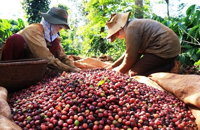 TT giá nông sản hôm nay 10/12: Giá tiêu, giá cà phê tăng trong tuần?