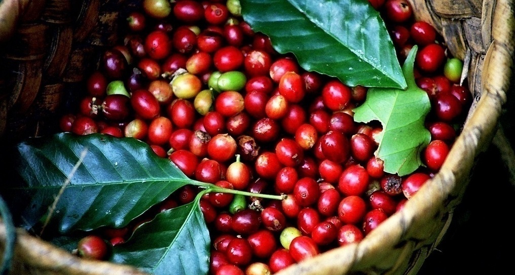 Giá cà phê hôm nay 12/12 tiếp tục đà giảm tới 400 đồng/kg