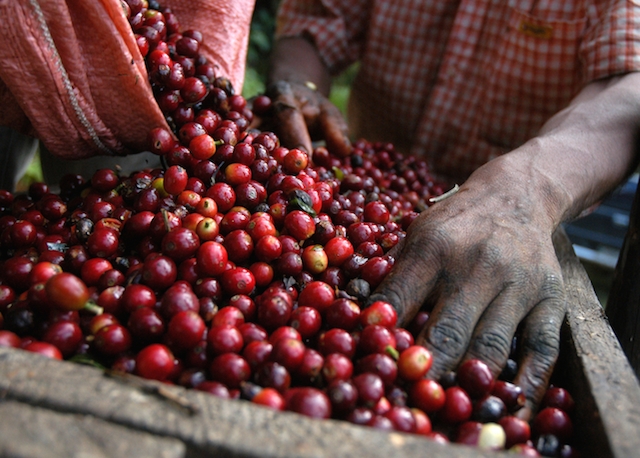 Giá cà phê hôm nay 14/12 giảm mạnh 400 đồng/kg, giá tiêu ở mức thấp