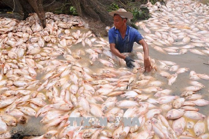 Lại xuất hiện cá chết hàng loạt trên sông La Ngà