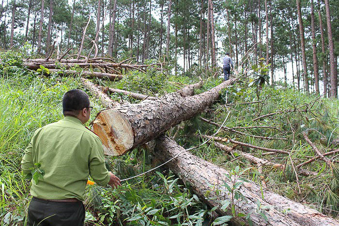 Lâm Đồng: Chỉ đạo tập trung điều tra, xử lý các vụ phá rừng
