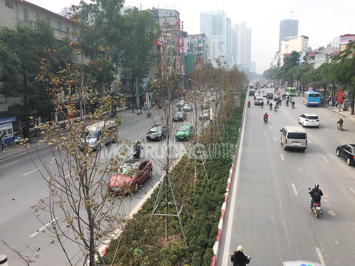 Hà Nội: Hàng phong đỏ trên đường Trần Duy Hưng héo úa