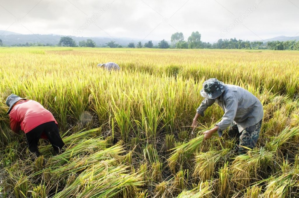 Giá gạo xuất khẩu Việt Nam lao dốc tuần thứ 5 liên tiếp