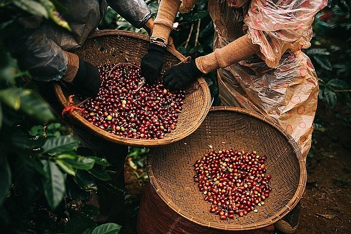 Giá cà phê hôm nay 24/12 giảm 100 đồng/kg ở tỉnh Đắk Lắk