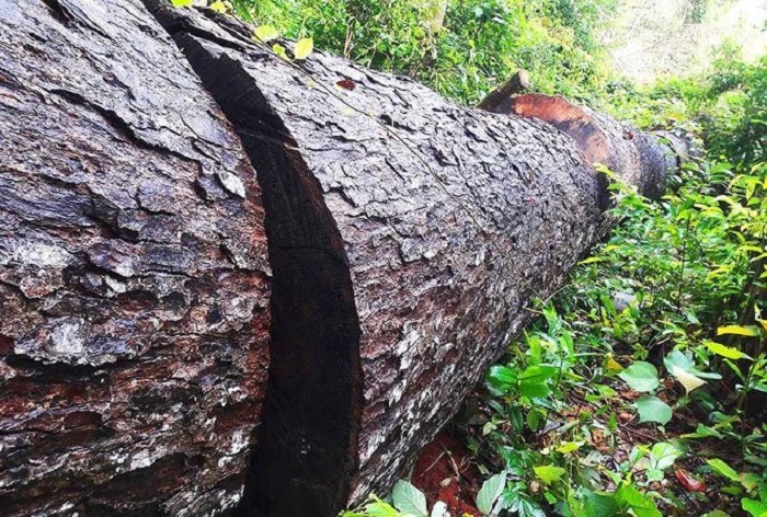 Hy hữu, hạ sát 32 cây rừng để “chặn” đường lâm tặc