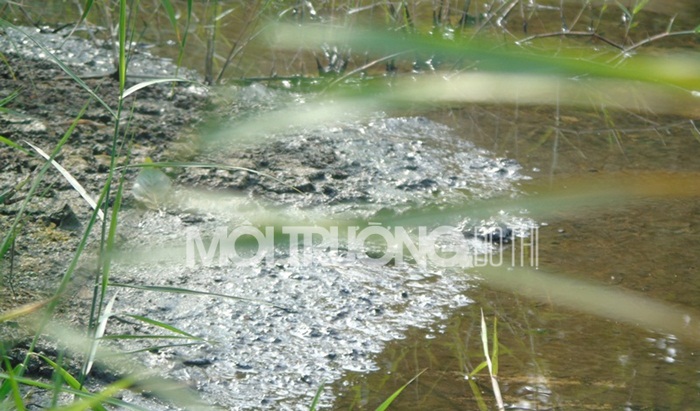 Phú Thọ: Công ty Pangrim Neotex liên tục xả thải đầu độc môi trường?