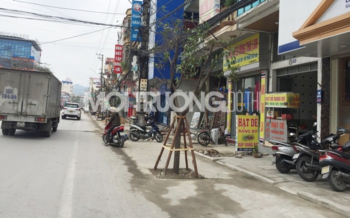 Quảng Ninh: Kỳ lạ mở rộng đường lại trồng cây xanh dưới lòng đường