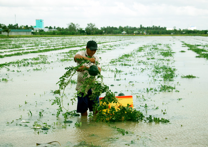 Cà Mau: Hàng chục hecta dưa hấu bị nhấn chìm trong nước sau bão