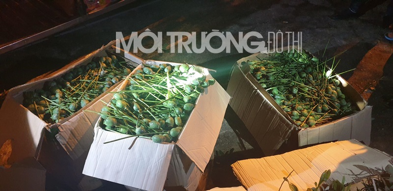 Hà Tĩnh: Phát hiện 64 kg quả thuốc phiện tươi trên xe khách