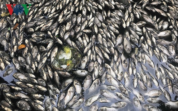 Cá chết dày đặc trên dòng kênh ngay giữa lòng thành phố Vinh