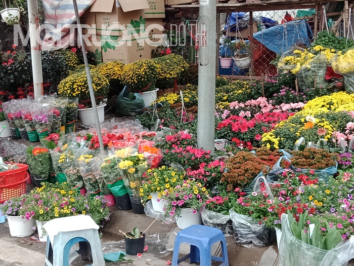 Nhộn nhịp sắm hoa Tết ở 'thủ phủ' cây cảnh giữa Thủ đô