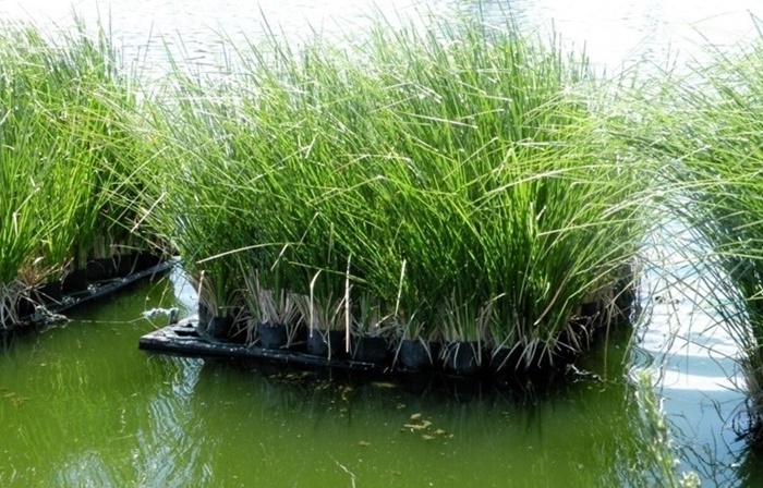 Xử lý ô nhiễm môi trường đất và nước bằng cỏ Vetiver