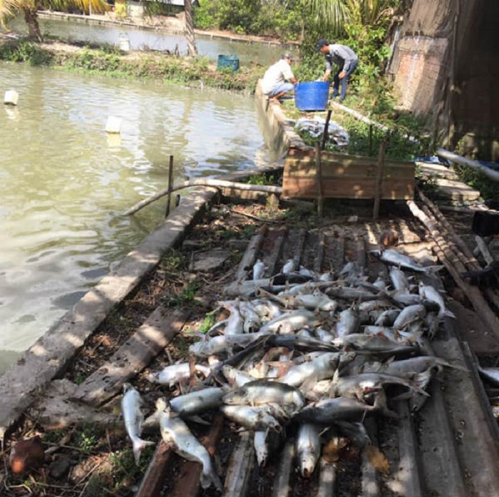 Hàng chục tấn cá tra chết bất thường tại Hậu Giang