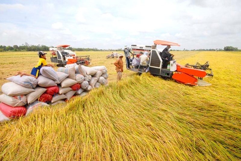 Giá thu mua lúa ở An Giang giảm từ 1.000 - 1.500 đồng/kg