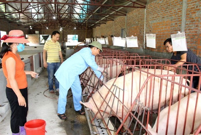 Gia Lai: Chủ động ngăn chặn bệnh Dịch tả lợn Châu Phi