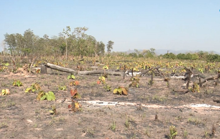 Gia Lai: Bắt giữ một đối tượng phá rừng