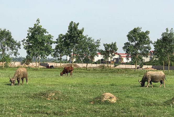 'Lệnh' kiểm tra 2.000 ha đất dự án bỏ hoang ngoại thành Hà Nội