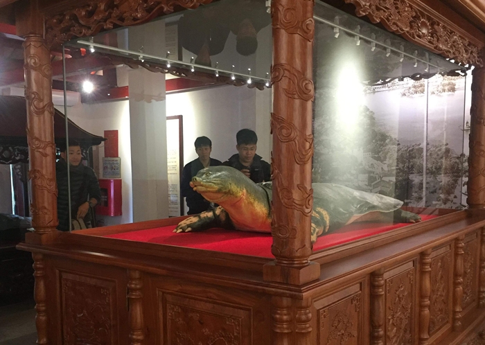 Đưa tiêu bản rùa Hồ Gươm cuối cùng về trưng bày ở đền Ngọc Sơn