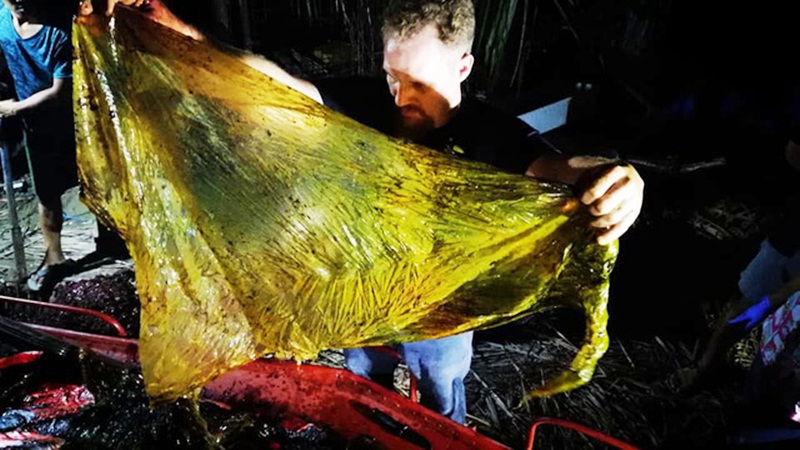 Cá voi chết thảm vì ăn 40kg rác nhựa
