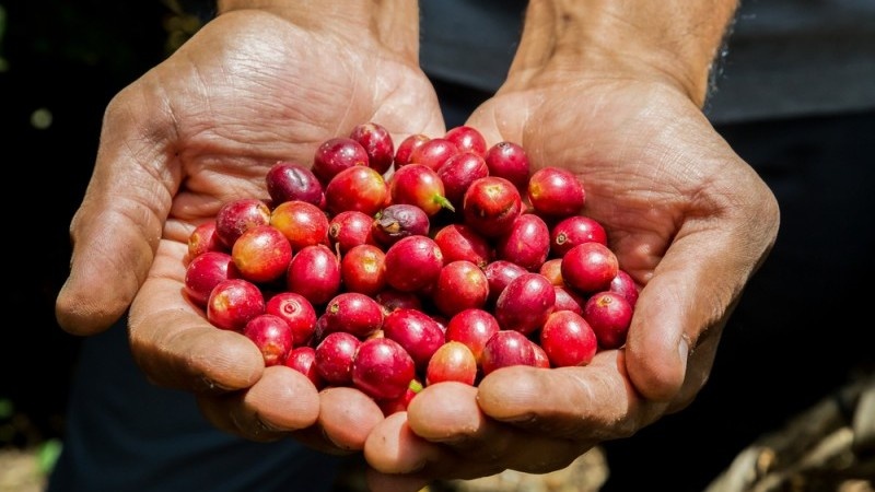 Giá cà phê hôm nay 20/3: Giá cà phê trong nước tăng 400 đồng/kg