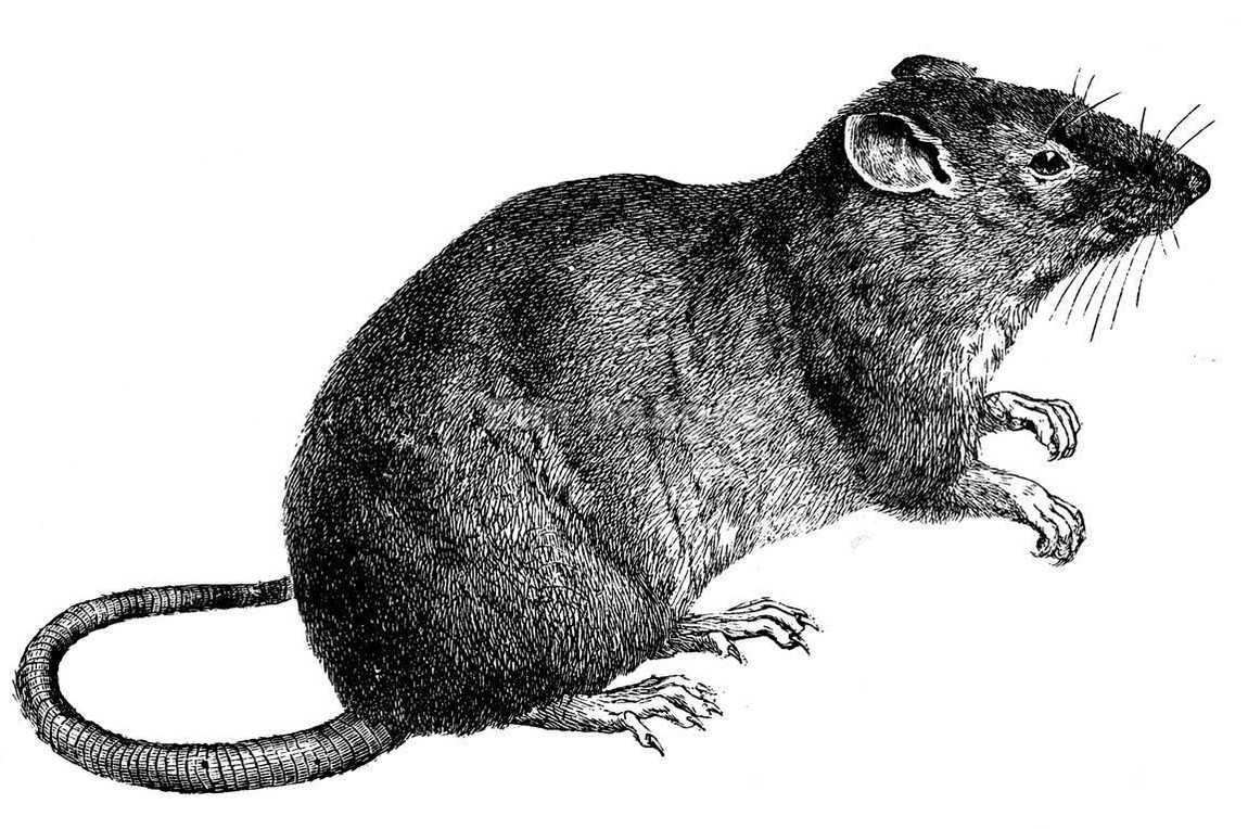 Cách vẽ con chuột đẹp đơn giản Mẫu hình vẽ chuột hamster