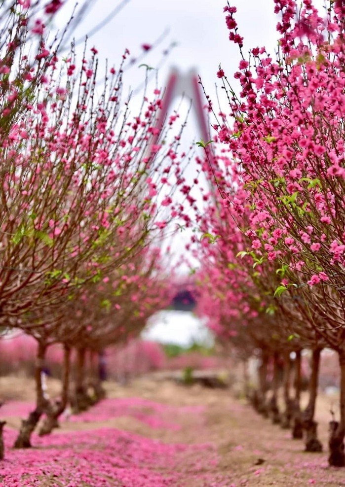 Phóng sự ảnh: Muôn sắc màu trong vườn đào Nhật Tân