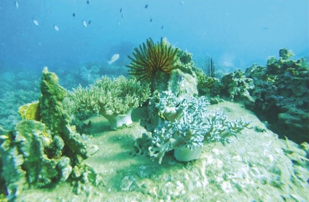 Hướng dẫn cách vẽ san hô đơn giản với 6 bước cơ bản