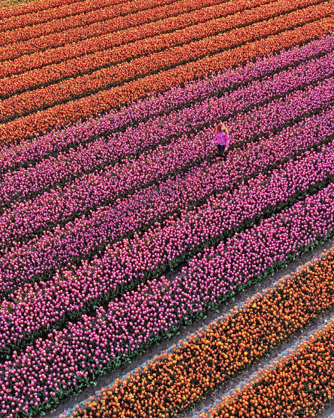 Thật chẳng nói quá khi người ta cho rằng tới 80% lượng hoa tulip đều bắt nguồn từ đất nước này. Ảnh: @lisetverberne