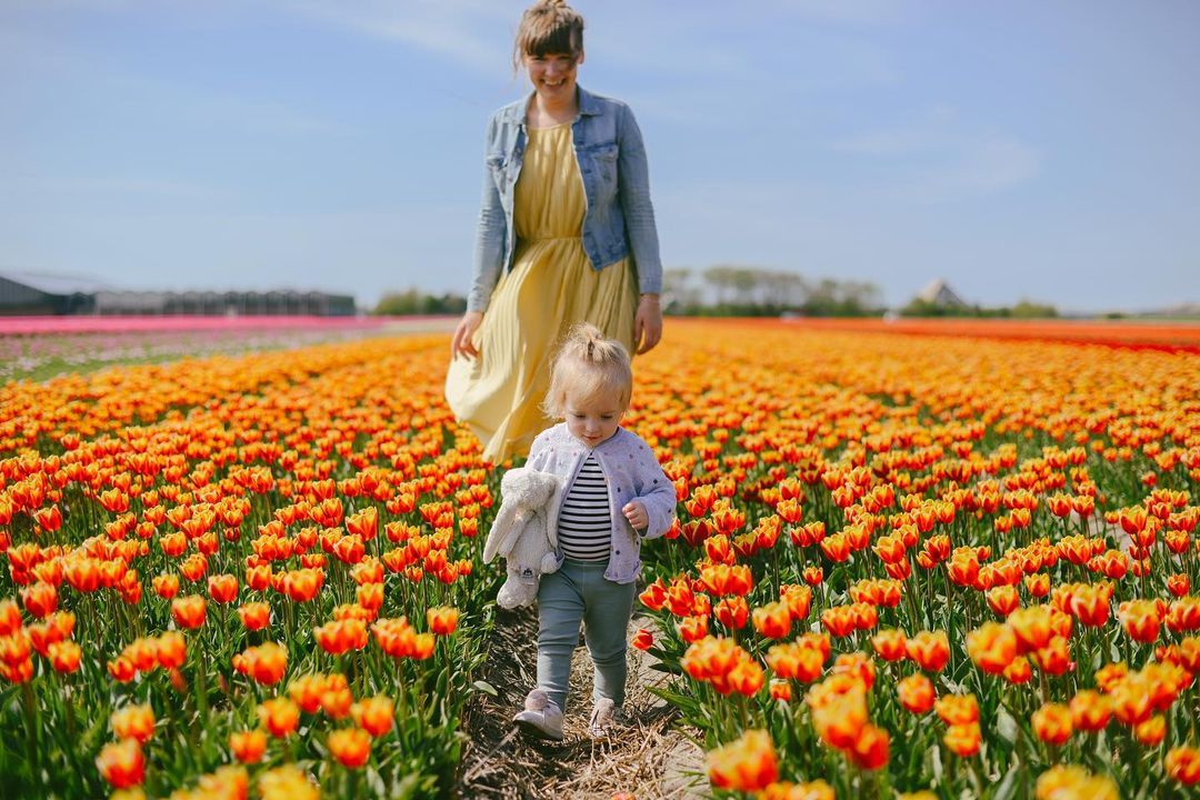 Sự sặc sỡ của hoa tulip khiến chúng trở thành hashtag 'hot' trên mạng xã hội. Ảnh: @ingieee