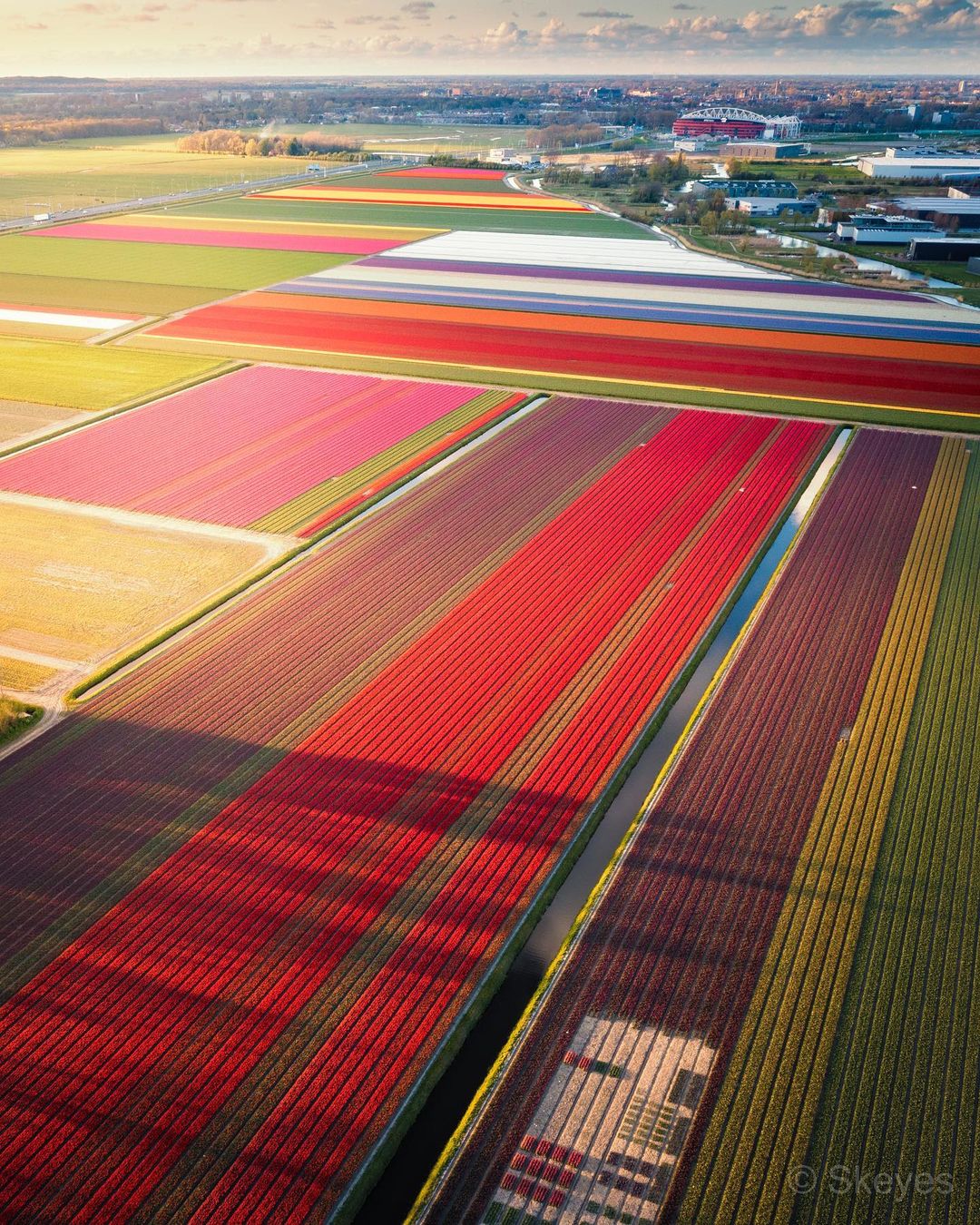 Cách tốt nhất để chiêm ngưỡng cánh đồng hoa tulip là ngắm toàn cảnh từ trực thăng. Ảnh: @nick_skeyes