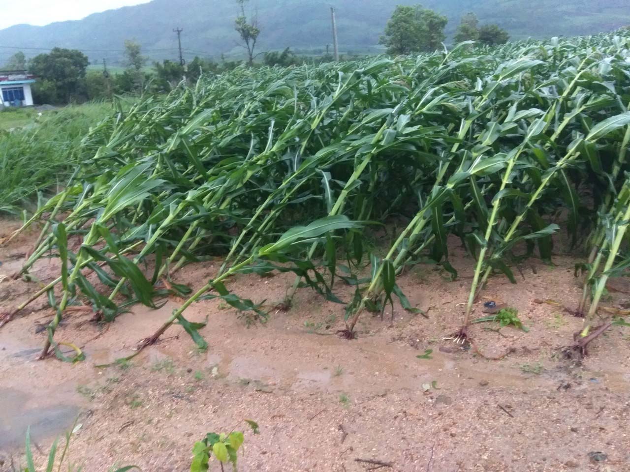 Ruộng bắp của người dân xã Hà Tam (huyện Đak Pơ) bị ngã đổ do mưa bão. Ảnh: Lê Nam