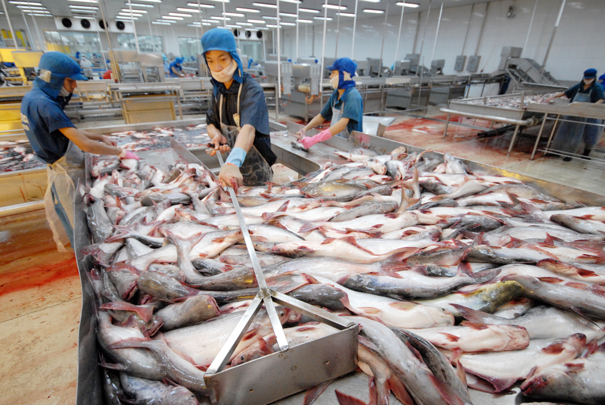 Quảng Ngãi: Nhà máy chế biến thủy sản gây mùi hôi thối