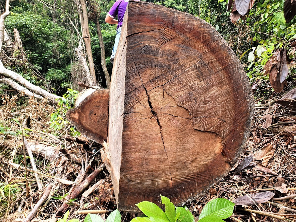Thừa Thiên - Huế: Làm rõ việc rừng phòng hộ A Lưới bị “xẻ thịt”