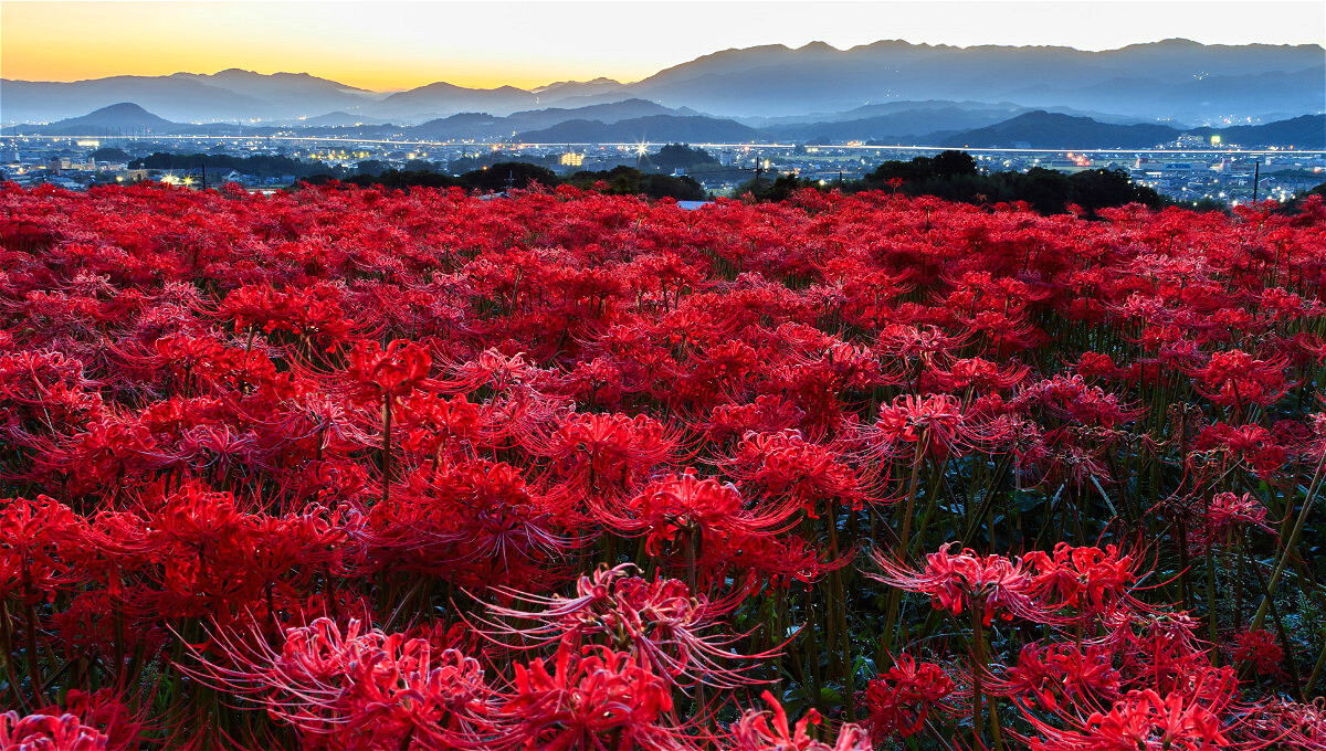 Trong tiếng Nhật, hoa bỉ ngạn được gọi là higanbana, chúng thường mọc thành bụi và cùng nở vào một thời điểm, tạo thành một biển hoa lộng lẫy, đẹp đến ngỡ ngàng. Ảnh: ikidane-nippon