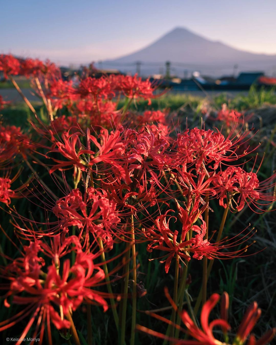 Mùa thu Nhật Bản thường được ghi dấu với những thảm lá vàng. Tuy nhiên vào mùa hoa bỉ ngạn, khi không gian dần chuyển đỏ, cũng là lúc báo hiệu về một mùa thu mới. Ảnh: Keisuke Moriya