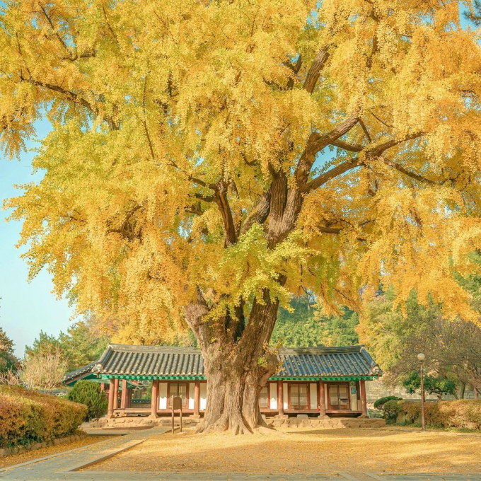 Cây đứng vững chãi như hình ảnh cây đa cổ thụ của Việt Nam. Ảnh: @jjuuu_aaaaa