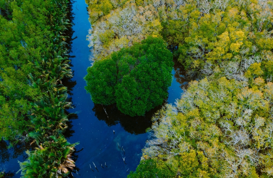 Rừng Rú Chá là một trong những hệ sinh thái rừng ngập mặn còn tồn tại ở đầm phá Tam Giang - Cầu Hai. Ảnh: Lê Đình Hoàng