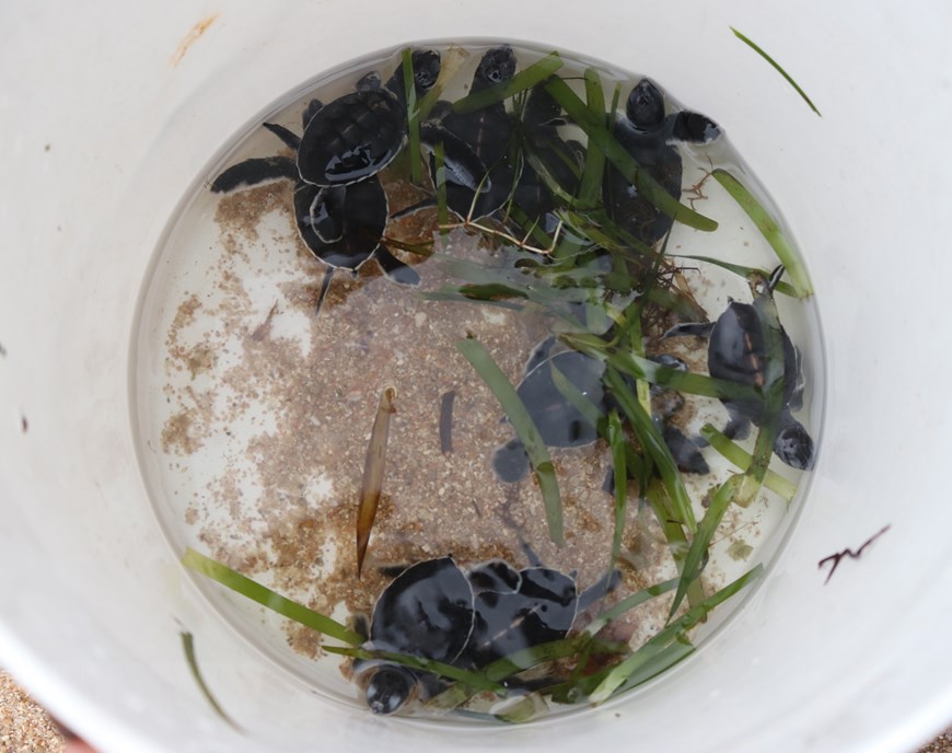 Khu dự trữ sinh quyển Núi Chúa: Nơi nâng niu sự sống cho rùa biển | Môi trường | Vietnam+ (VietnamPlus)