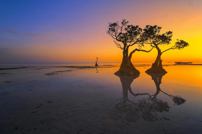 Những chiếc cây 'nhảy múa' này chỉ có duy nhất tại đảo Sumba Indonesia.