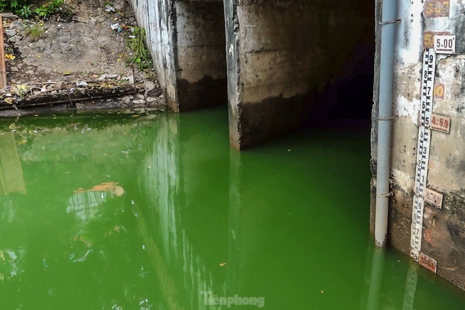 Nước sông Tô Lịch đổi màu xanh ngắt, người dân đội mưa bắt cả tạ cá ảnh 4