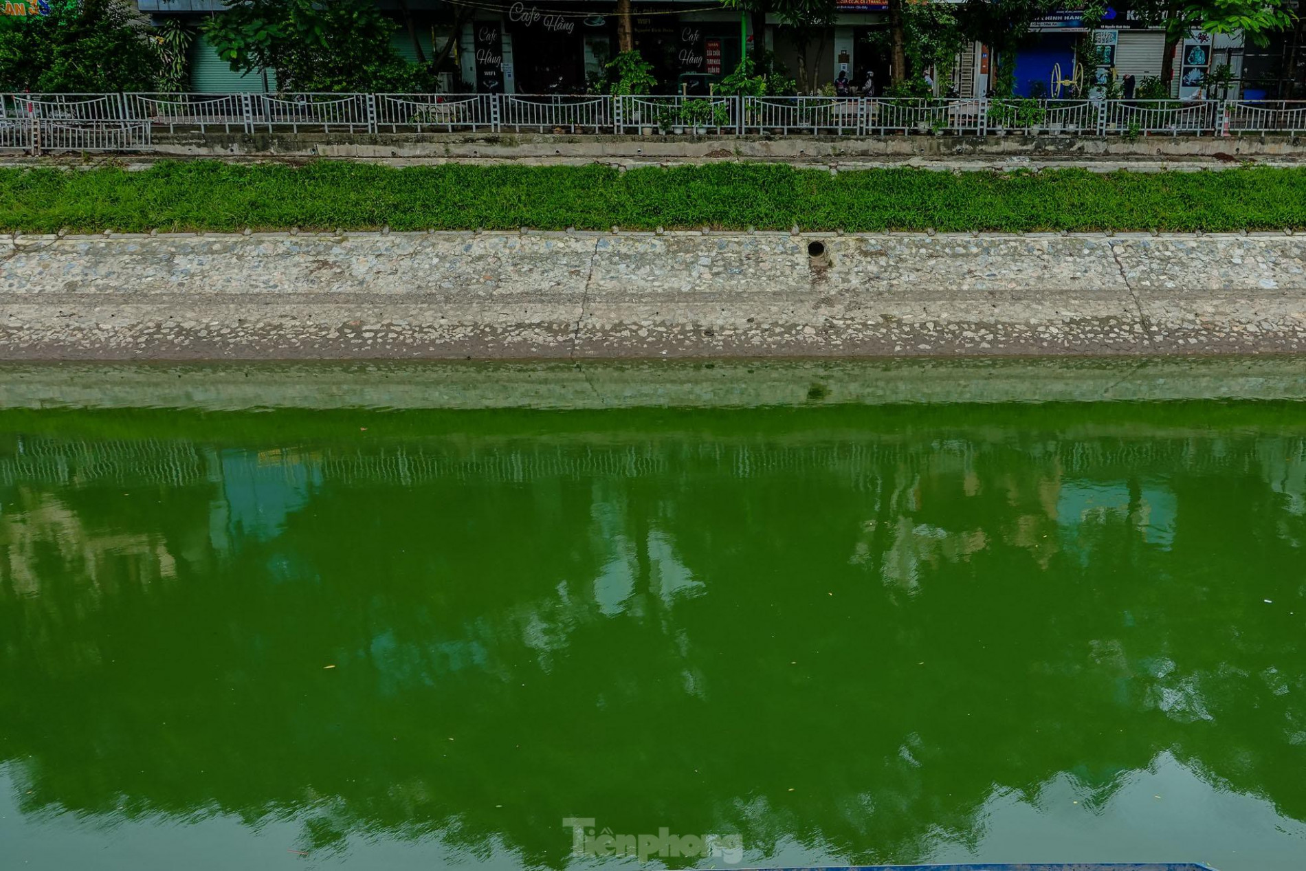 Nước sông Tô Lịch đổi màu xanh ngắt, người dân đội mưa bắt cả tạ cá ảnh 5