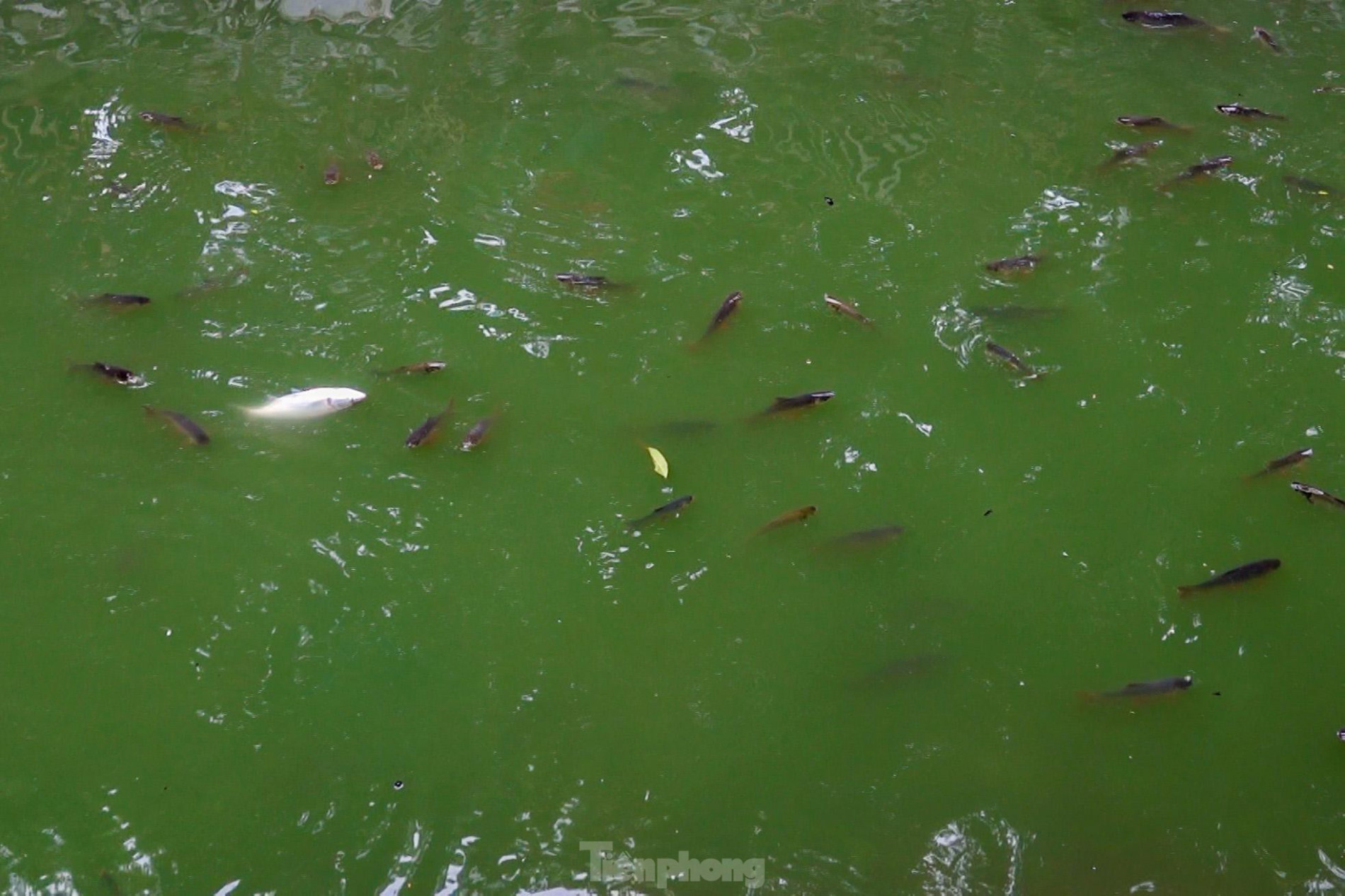 Nước sông Tô Lịch đổi màu xanh ngắt, người dân đội mưa bắt cả tạ cá ảnh 7