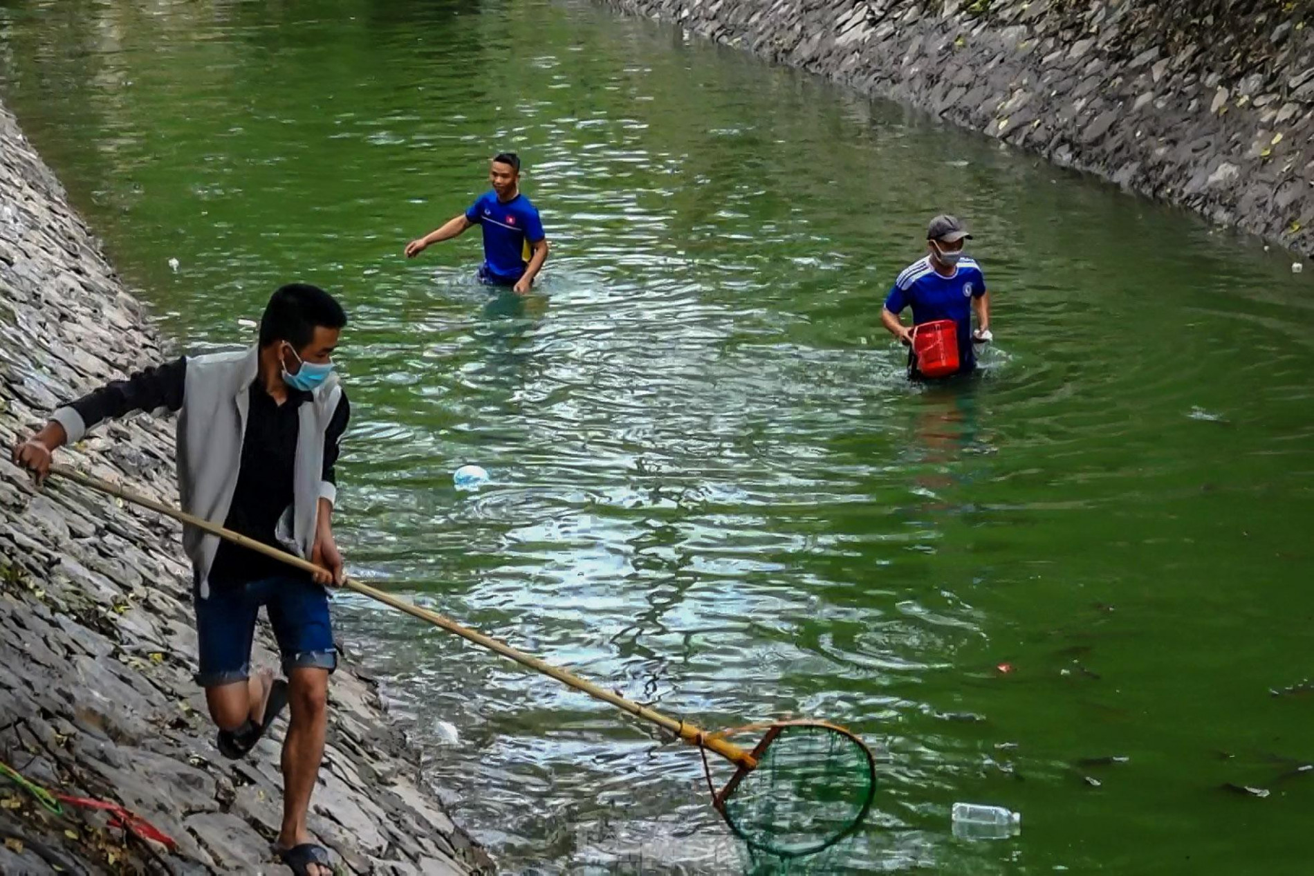 Nước sông Tô Lịch đổi màu xanh ngắt, người dân đội mưa bắt cả tạ cá ảnh 9
